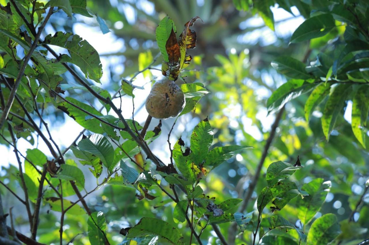 Homestay Spicebuds - Ramakkalmedu *