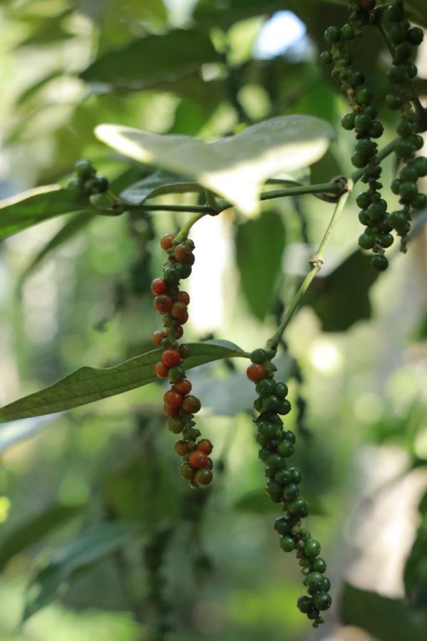 Homestay Spicebuds - Ramakkalmedu *