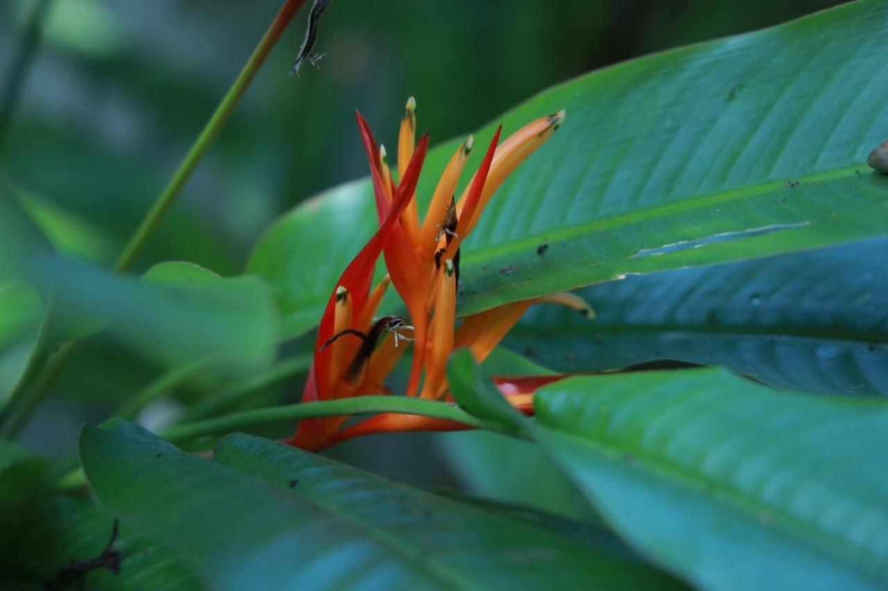 Spicebuds - Ramakkalmedu Homestay *